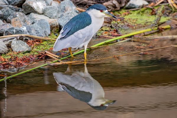 /Images/uploads/Sonoma County Regional Parks Foundation/springlake50/entries/28894thumb.jpg